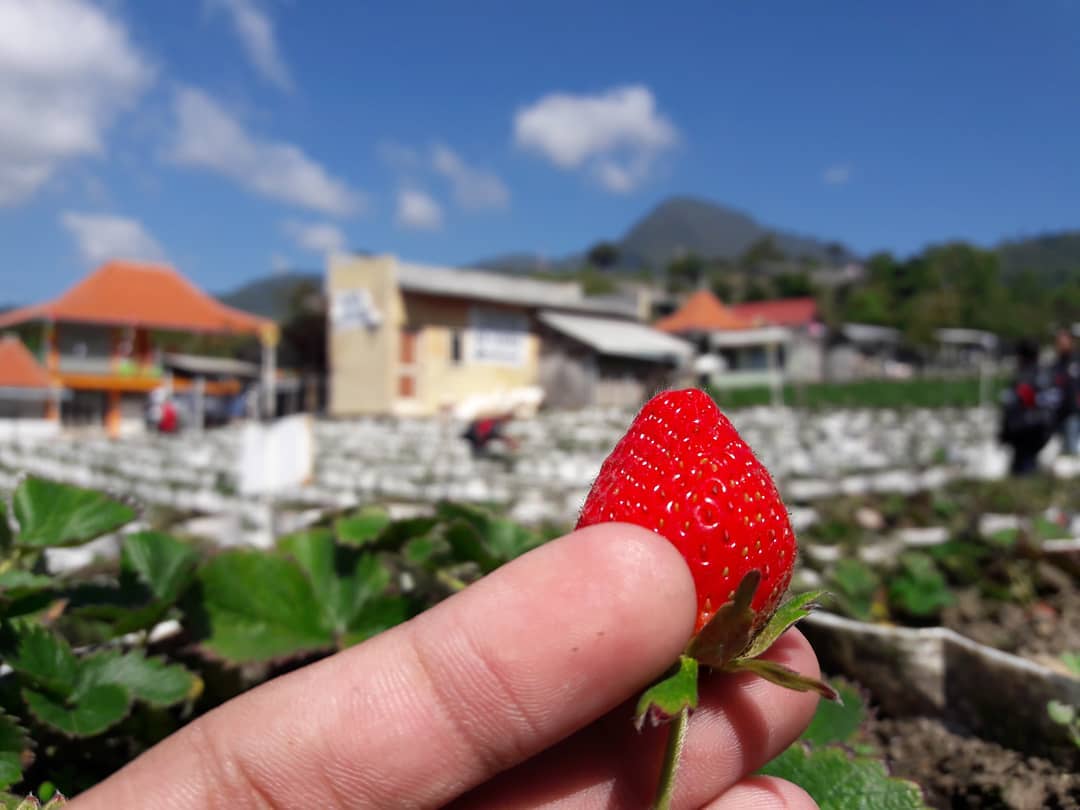 kebun Strawberry Sarangan